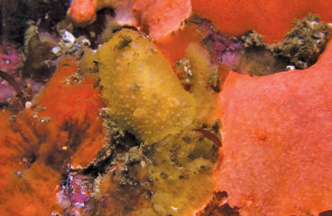 Rough-back nudibranch